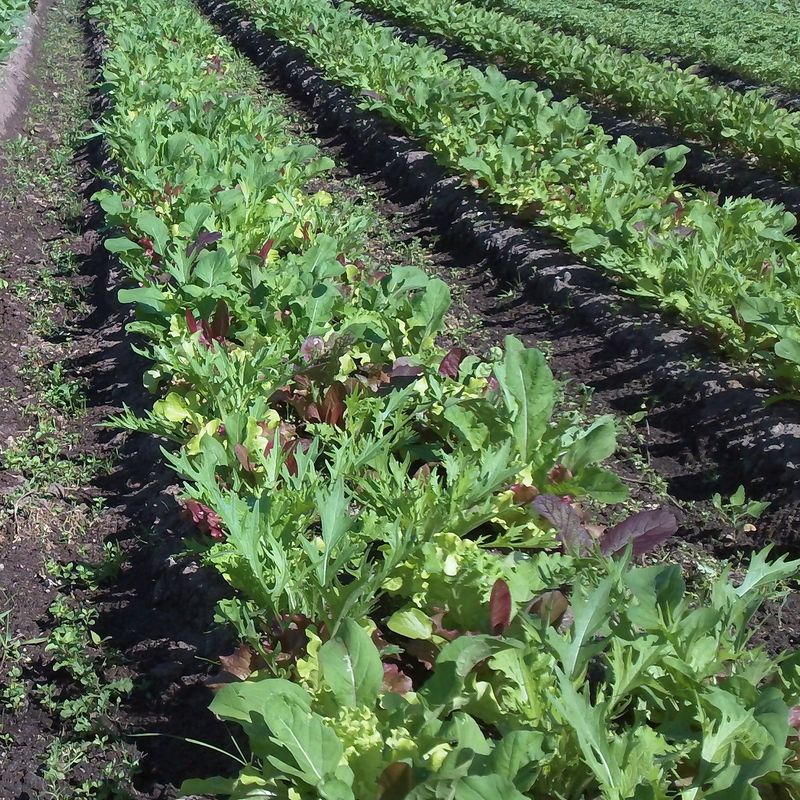 organic salad mix field