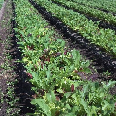 organic salad mix field