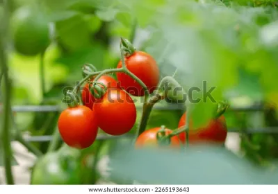 Organic Principe Borghese Seeds