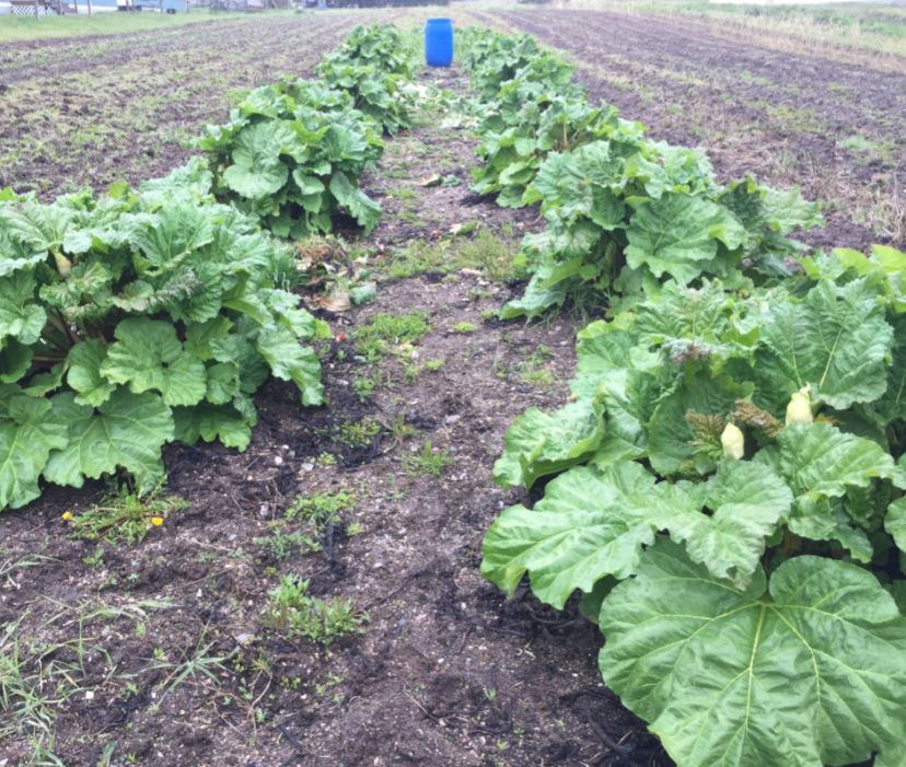 Fresh Coastal Organic Rhubarb