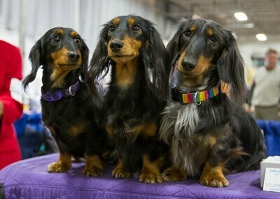 BVKC All-Breed AKC Dog Show