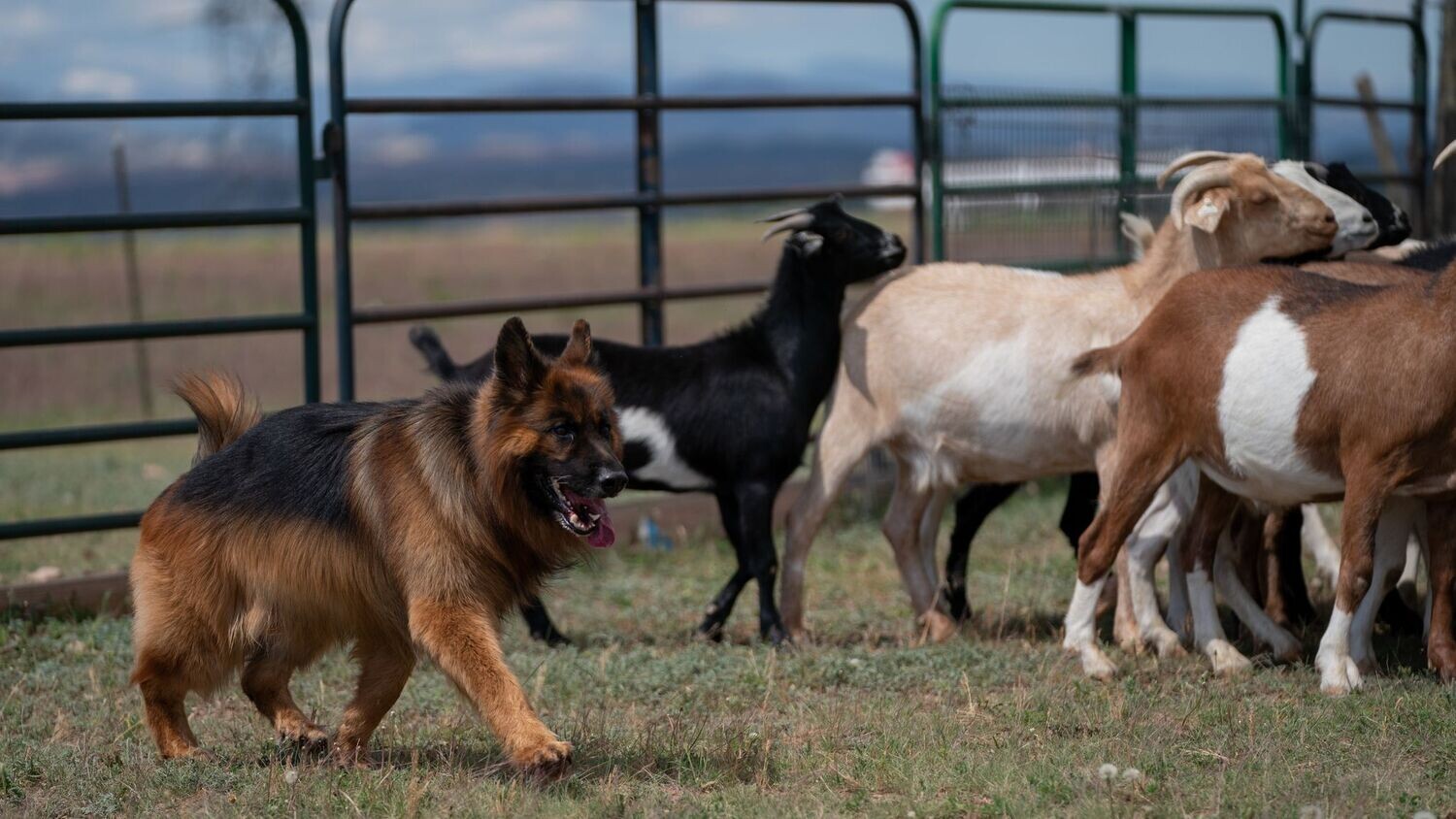 Single Dog Entry: AKC LICENSED HERDING TESTS AND TRIALS BUCKHORN VALLEY KENNEL CLUB, INC. April 13, 16, and 17, 2023