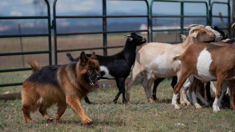 Single Dog Entry: AKC LICENSED HERDING TESTS AND TRIALS BUCKHORN VALLEY KENNEL CLUB, INC. April 24, 27, and 28, 2025