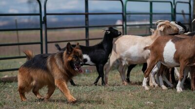 Single Dog Entry: AKC LICENSED HERDING TESTS AND TRIALS BUCKHORN VALLEY KENNEL CLUB, INC. April 25, 28, and 29, 2024
