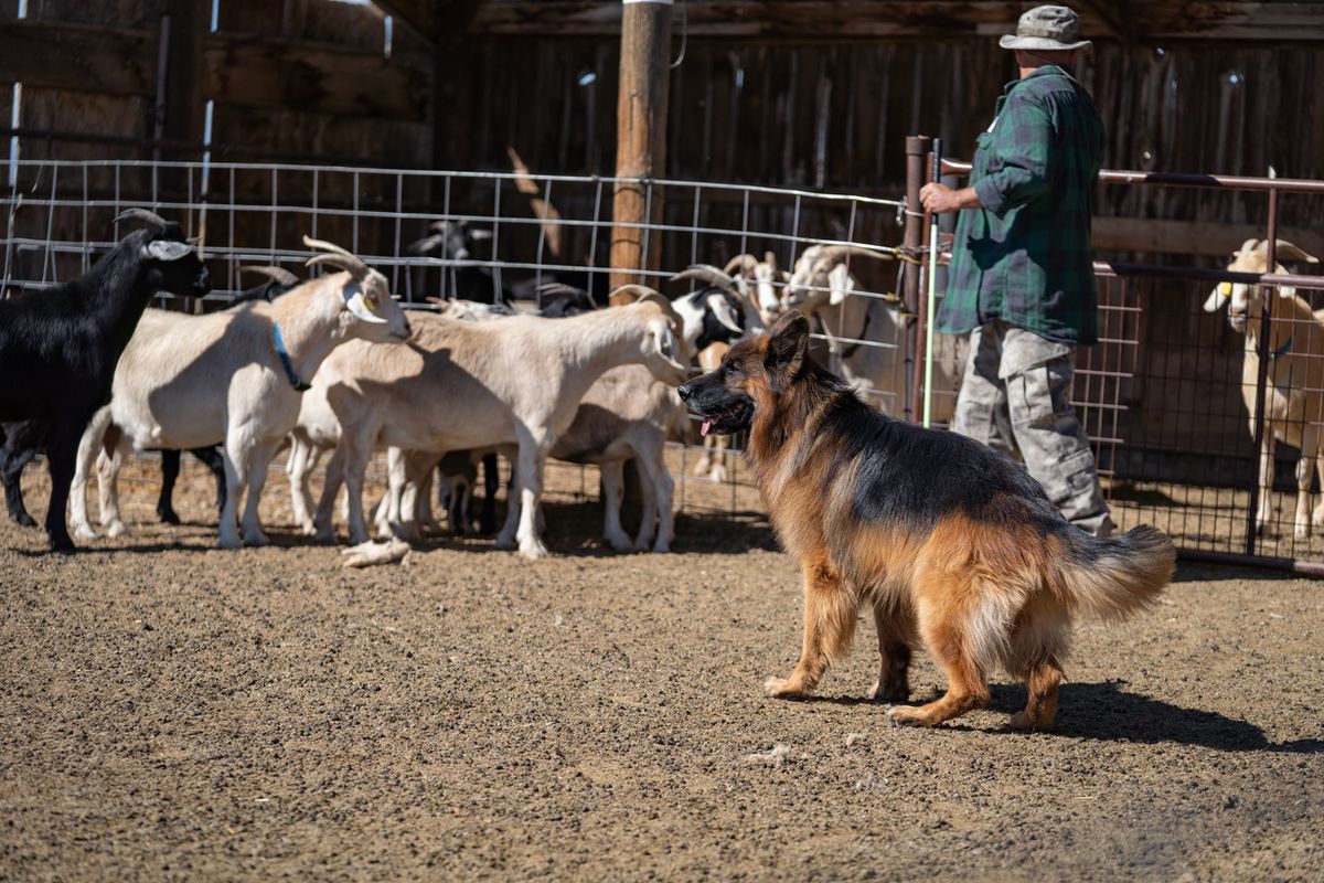 Single Dog Entry: AKC LICENSED HERDING TESTS AND TRIALS BUCKHORN VALLEY KENNEL CLUB, INC. July 2025 - Monday 7th, Friday 11th, Saturday 12th, Sunday 13th