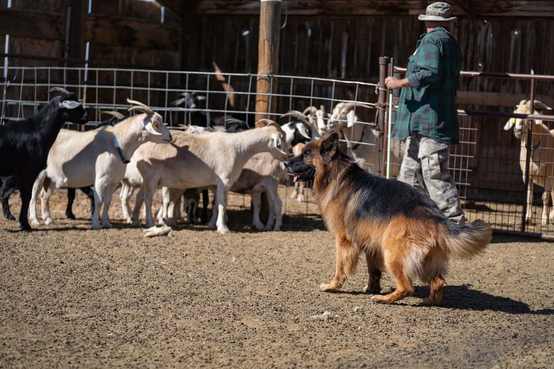 Single Dog Entry: AKC LICENSED HERDING TESTS AND TRIALS BUCKHORN VALLEY KENNEL CLUB, INC. July 2025 - Monday 7th, Friday 11th, Saturday 12th, Sunday 13th