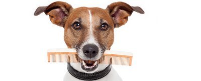 Reserved Grooming - in Event Center