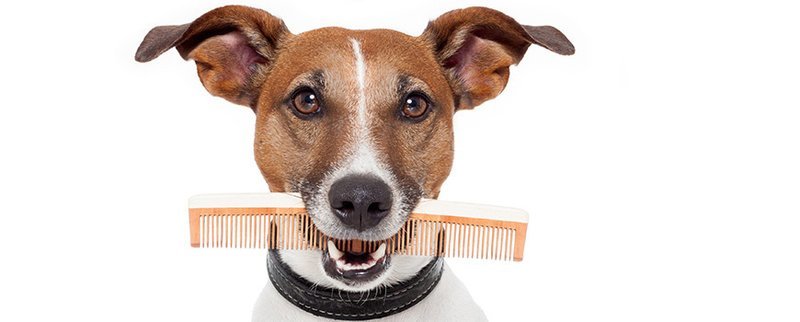 Reserved Grooming - in Event Center
