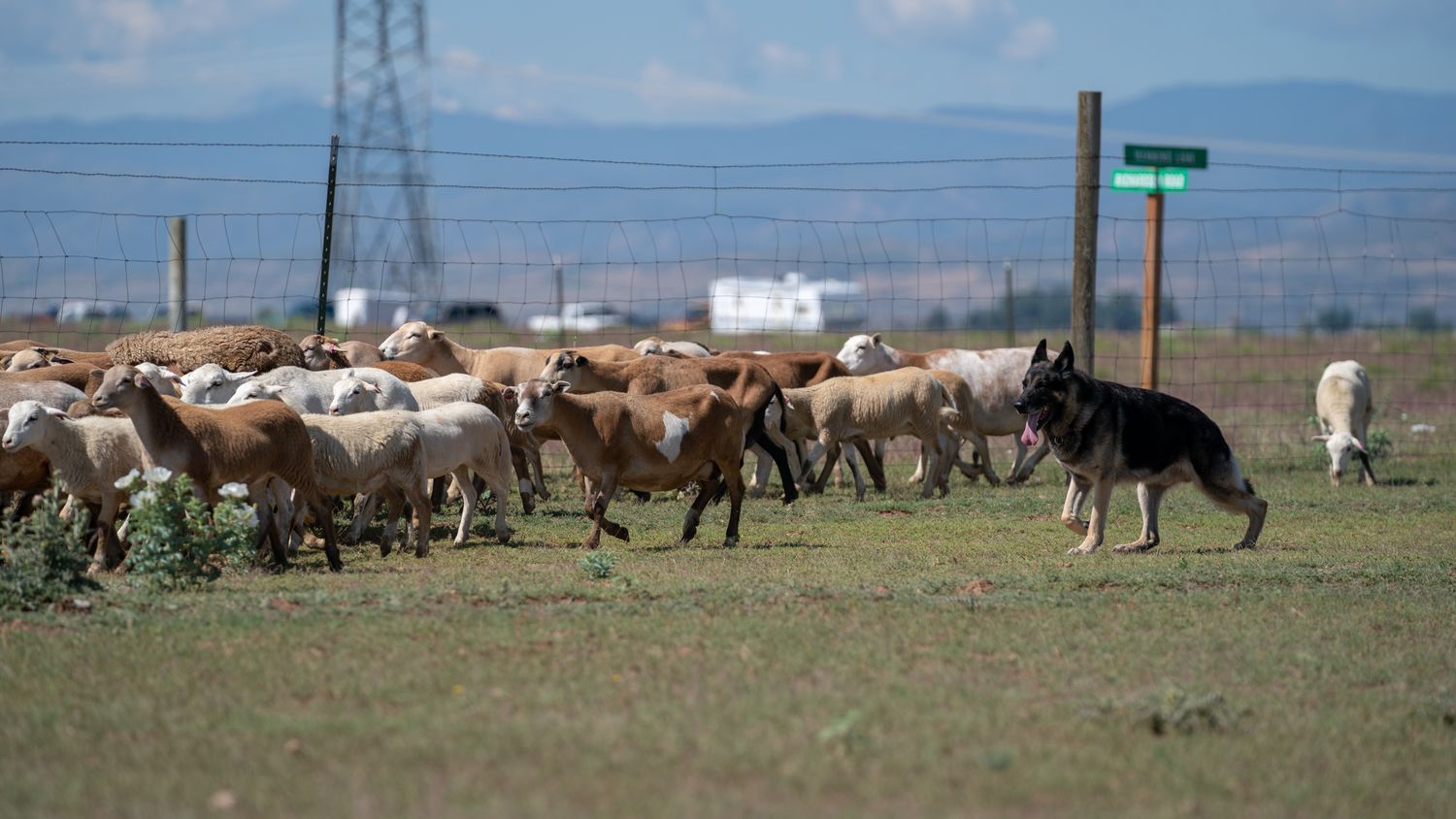 Single Dog Entry: AKC LICENSED HERDING TESTS AND TRIALS BUCKHORN VALLEY KENNEL CLUB, INC. September 25, 28 &amp; 29, 2025