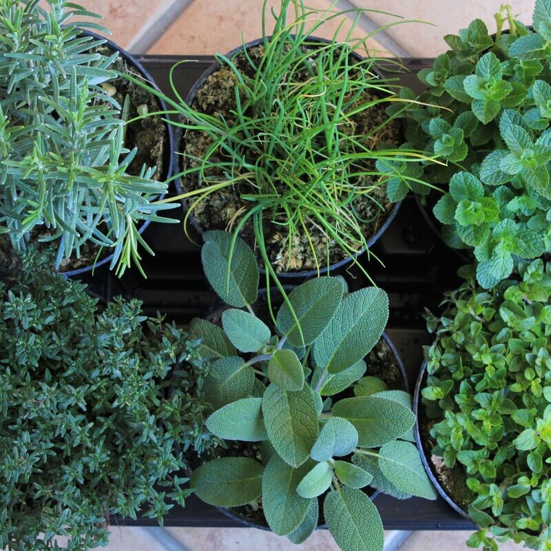 Kit completo Biodifesa & Coltivazione Piante Aromatiche