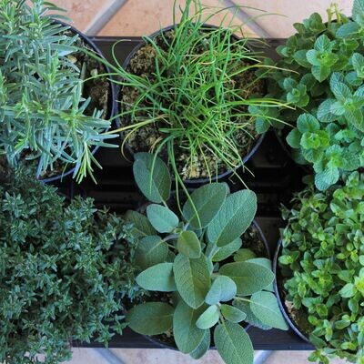 Kit completo Biodifesa & Coltivazione Piante Aromatiche