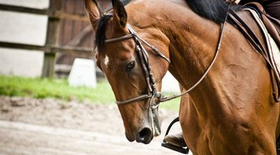 Pour le cheval