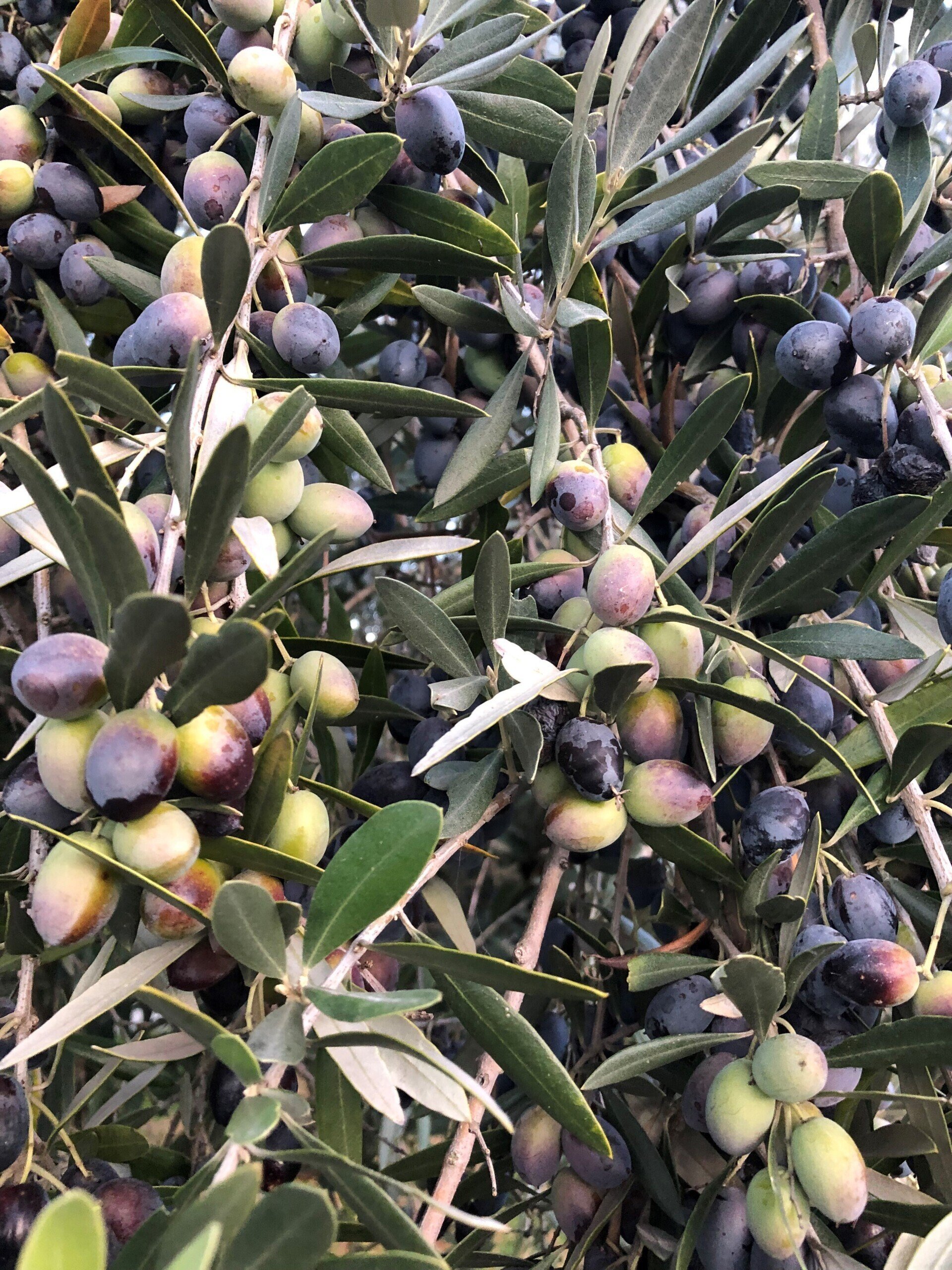 Spezial Edition - Natives Olivenöl Extra - 250ml