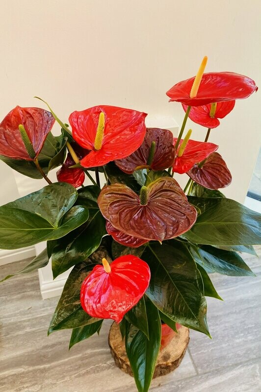 Anthurium Plant