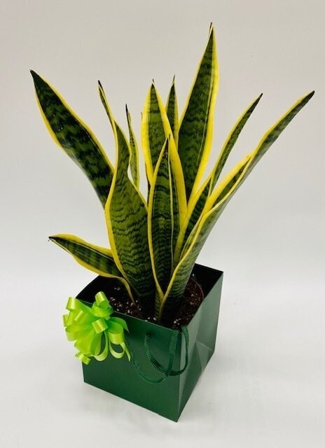 Snake Plant