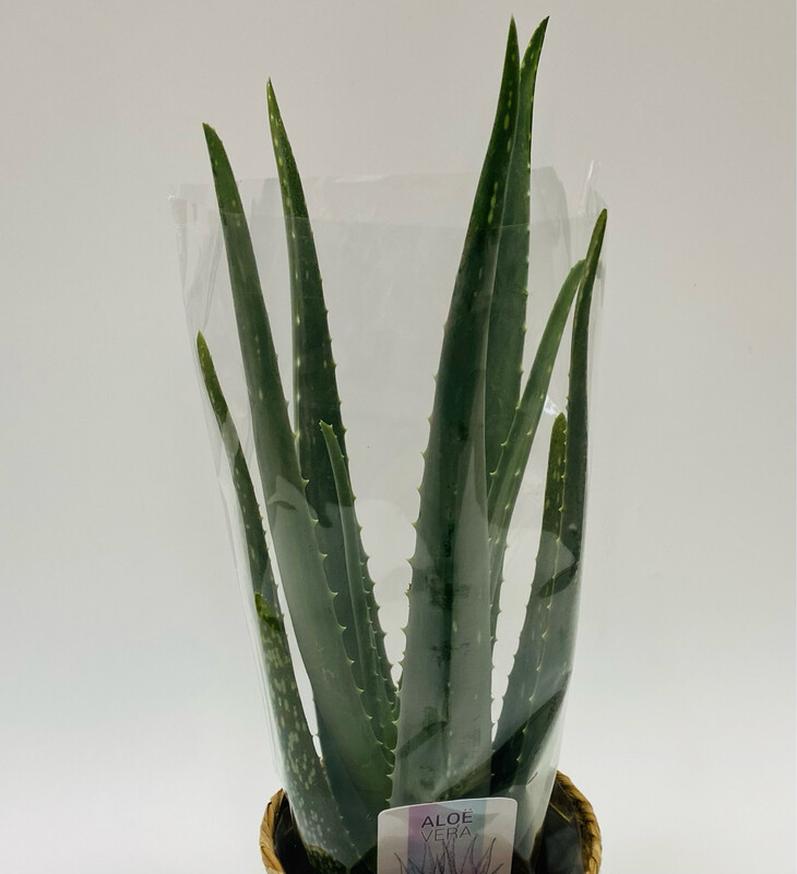 Aloe Vera Plant
