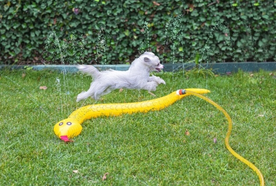 Serpiente Hinchable Fuente de Agua.
