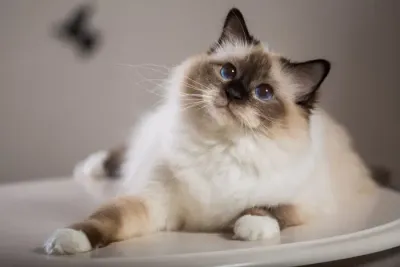 Gato
