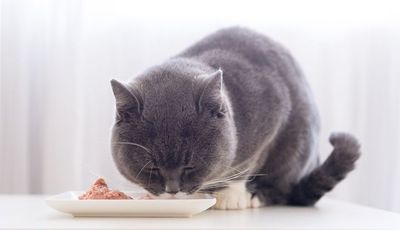 Comida húmeda