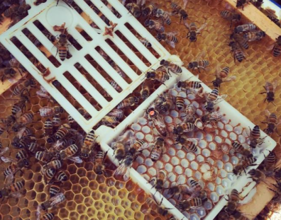 Scalvini-Käfig (VARROA)