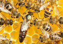 Bienenkoenigin Buckfast, 2026, lieferbar