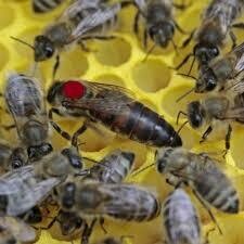 Bienenkoenigin Carnica, 2026, lieferbar