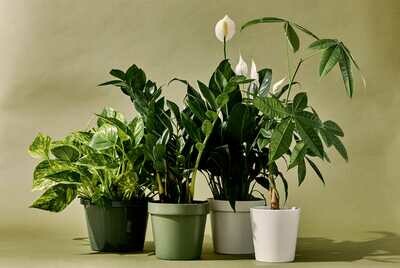 Indoor Plants