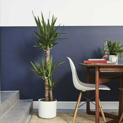 Tall Plants