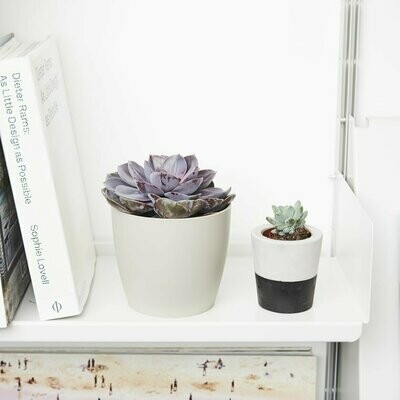Tiny Plants