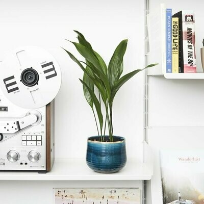 Medium Plants