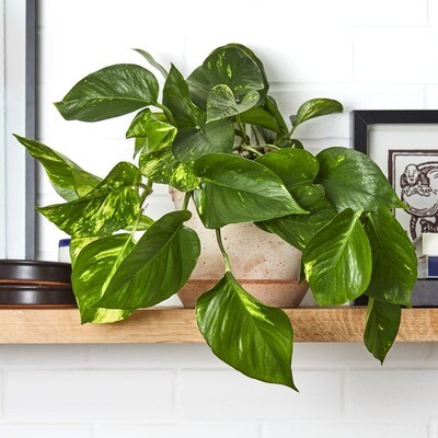 Small Plants