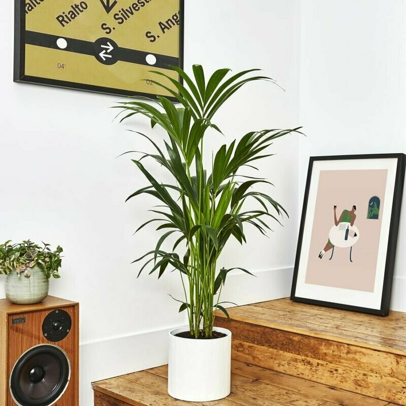 Kentia Palm