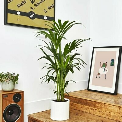 Kentia Palm
