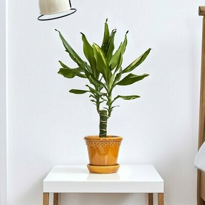 Corn plant