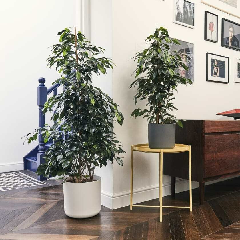 Ficus benjamina