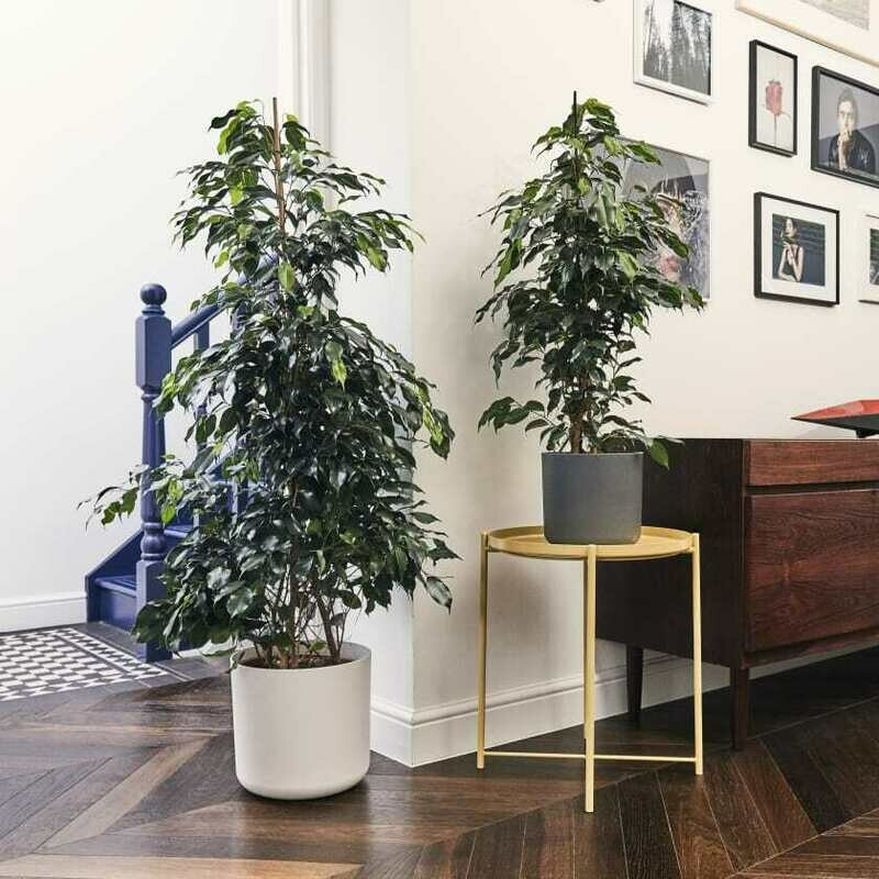 Ficus benjamina
