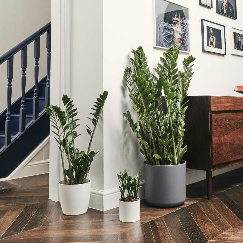 Zamioculcas Zamiifolia