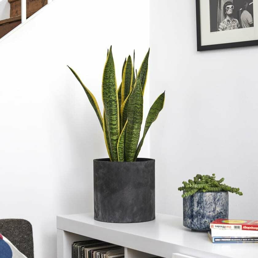 Snake Plant
