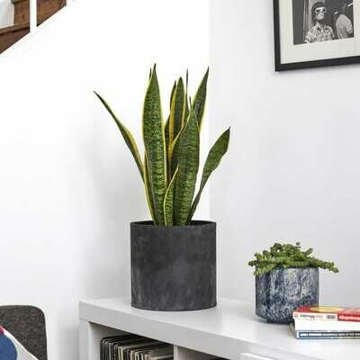 Snake Plant