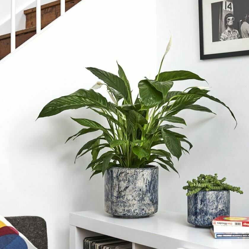 Peace Lily