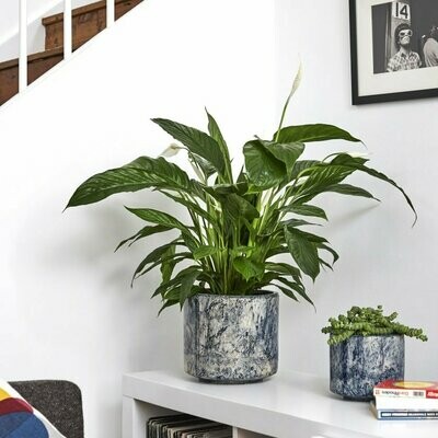 Peace Lily