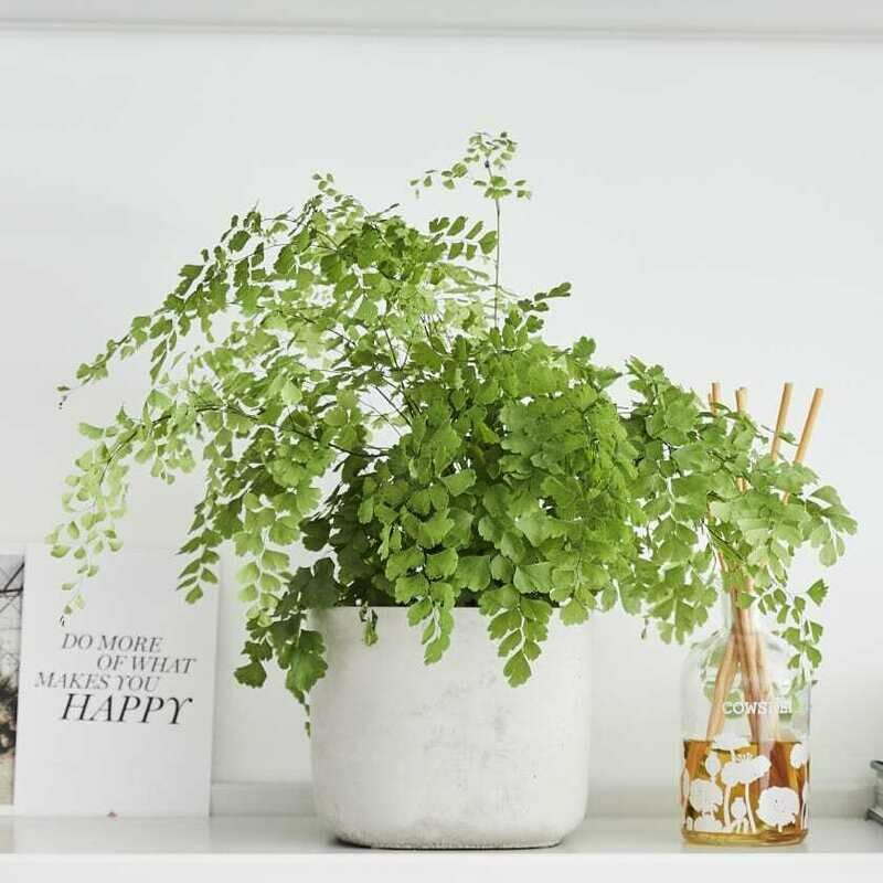 Maidenhair fern