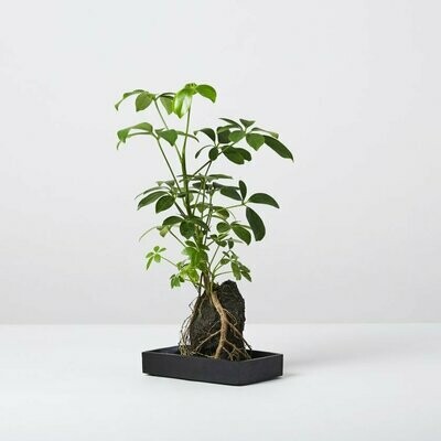 Schefflera on Lava
