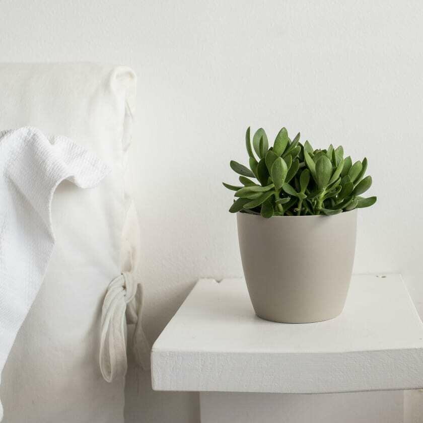 Succulent plant