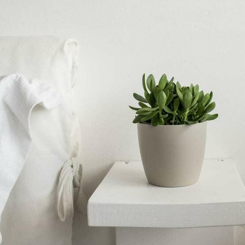 Succulent plant