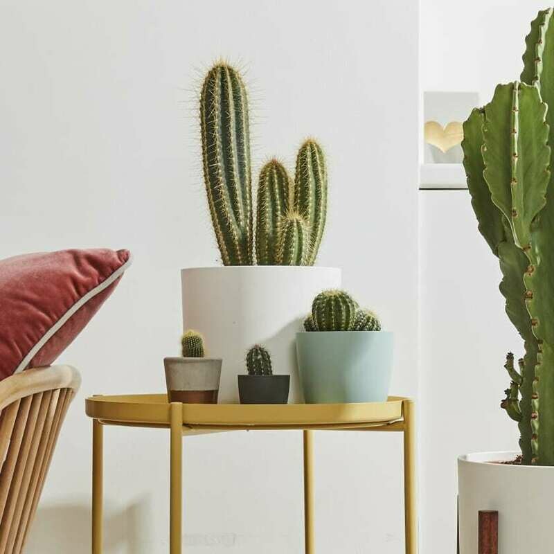 Cactus