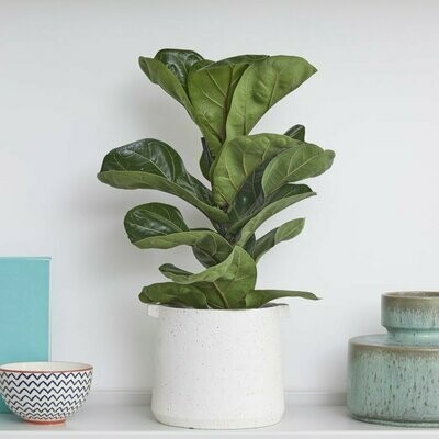 White Handle Pot