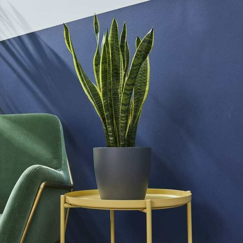 20cm wide curve-edged pot