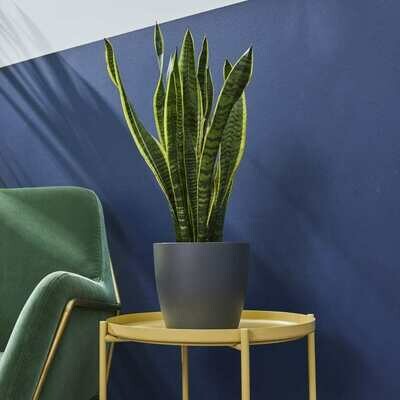 20cm wide curve-edged pot