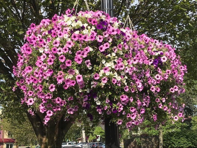 Beautify Hightstown Flower Basket